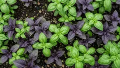 Come coltivare il basilico in piena terra: guida pratica per un cespuglio profumato