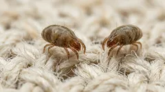 Acari del letto: cosa sono e come ridurli davvero con 6 mosse pratiche
