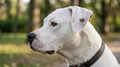 Come i cani si prendono cura di sé stessi e cosa possiamo imparare da loro